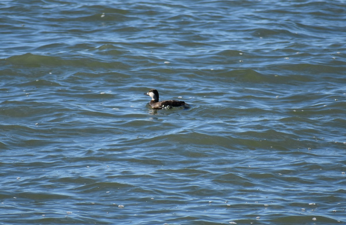 Black Scoter - ML629101968