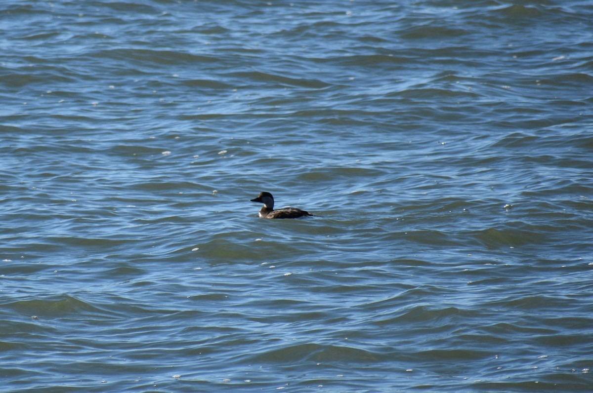 Black Scoter - ML629101969