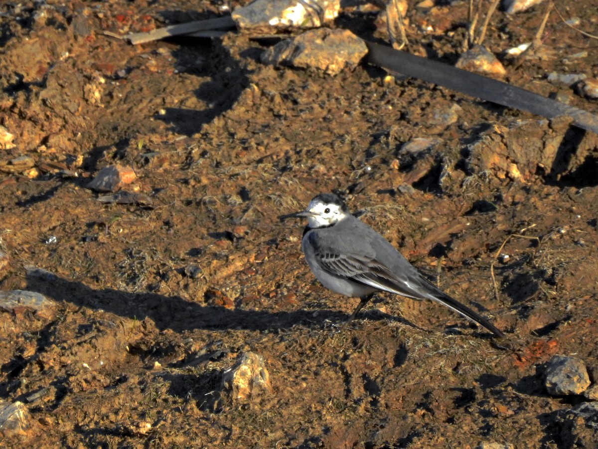 Lavandera Blanca - ML629101970