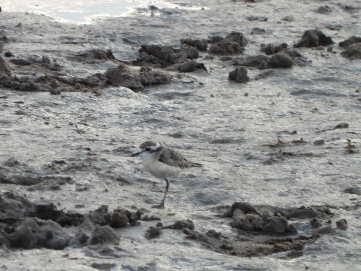 Kittlitz's Plover - ML629102231