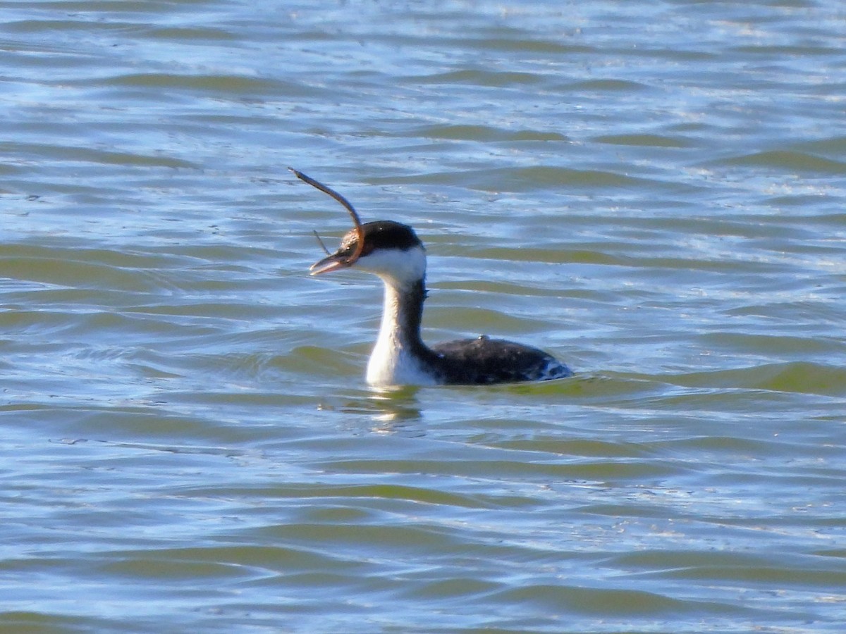 Horned Grebe - ML629102248