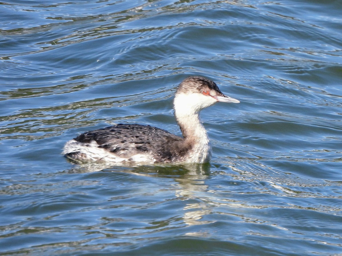 Horned Grebe - ML629102249