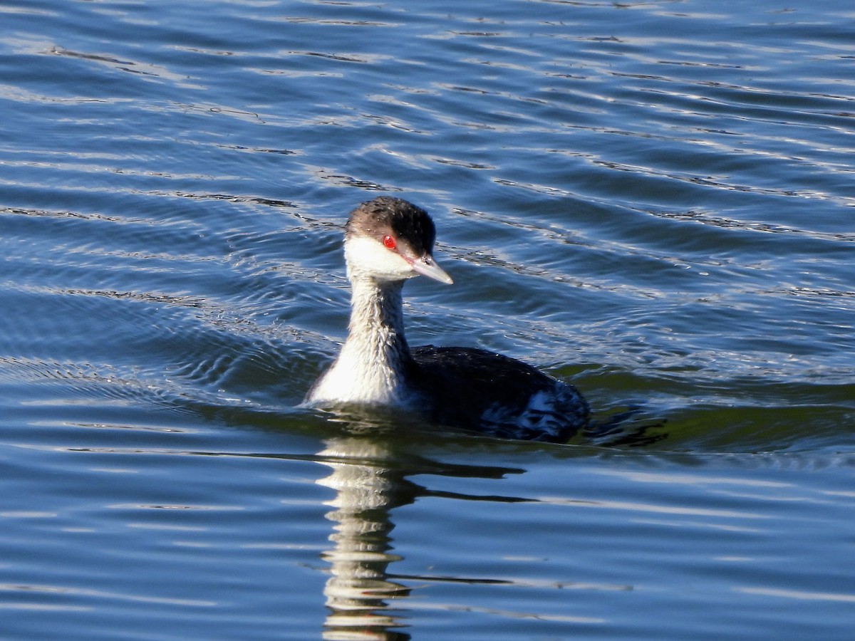 Horned Grebe - ML629102250