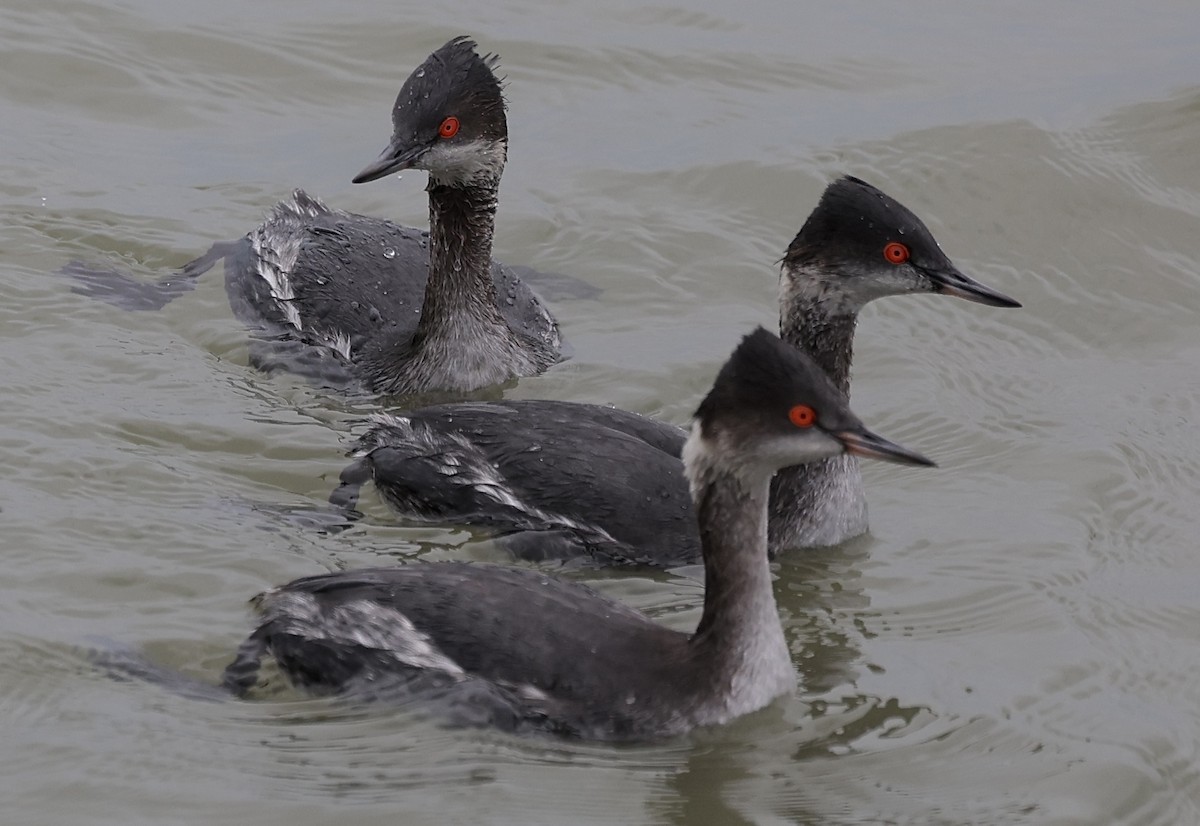 Eared Grebe - ML629102257