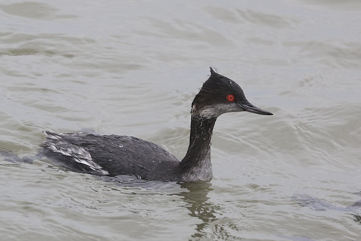 Eared Grebe - ML629102258