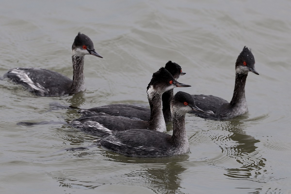 Eared Grebe - ML629102259