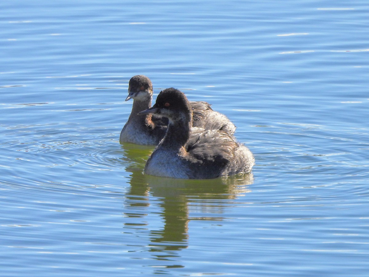 Eared Grebe - ML629102268