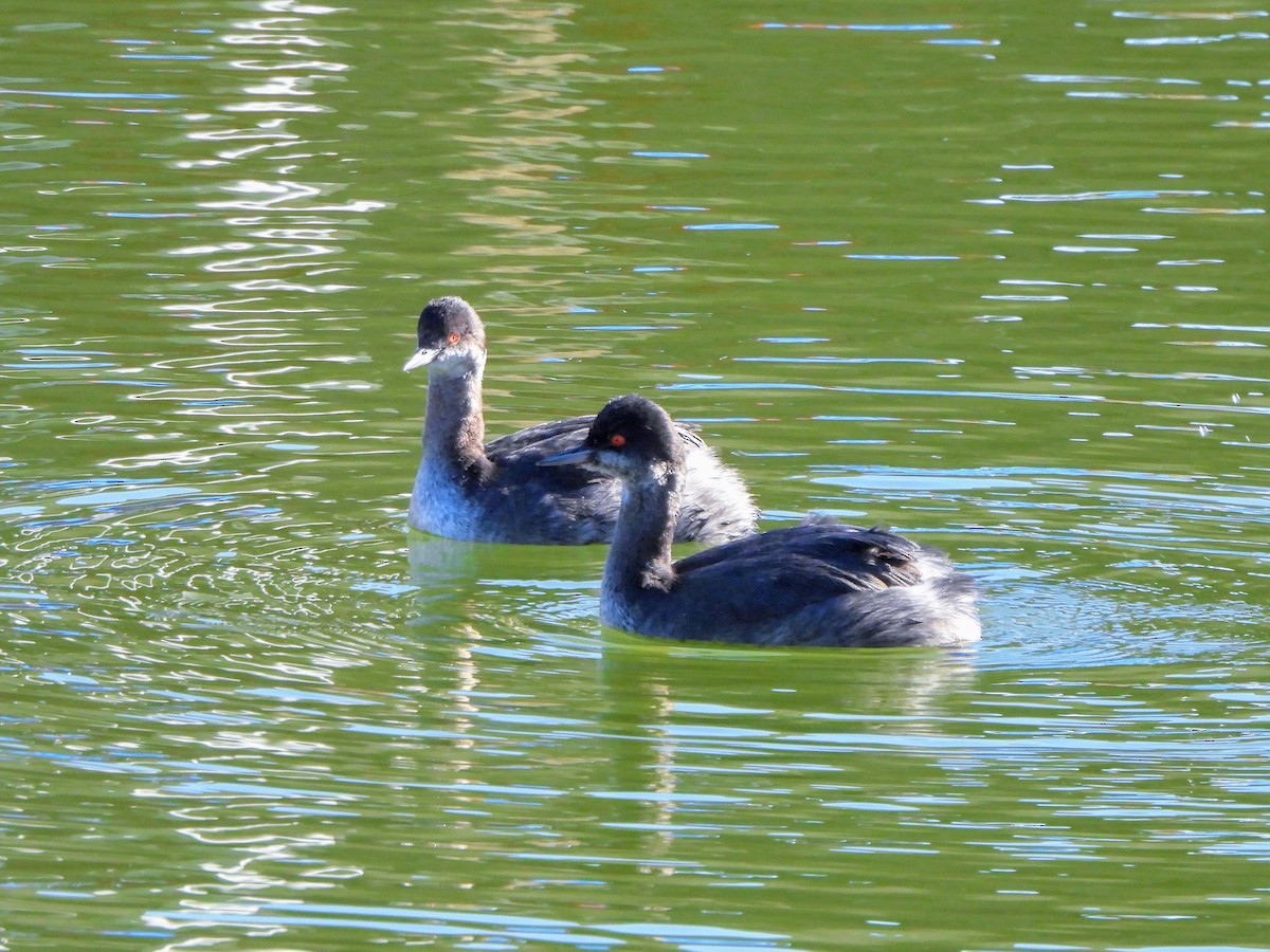 Eared Grebe - ML629102269