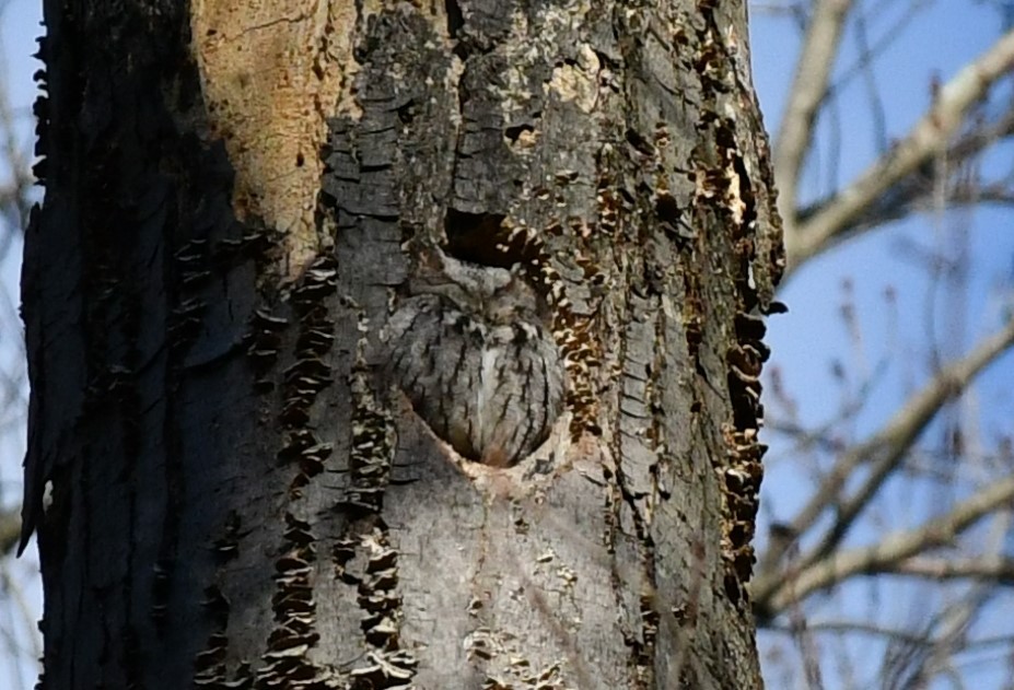 Eastern Screech-Owl - ML629102288