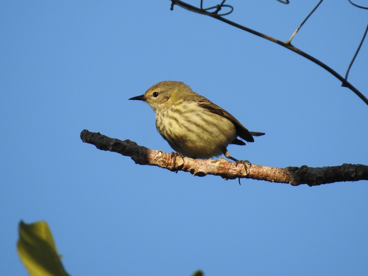 Cape May Warbler - ML629102295