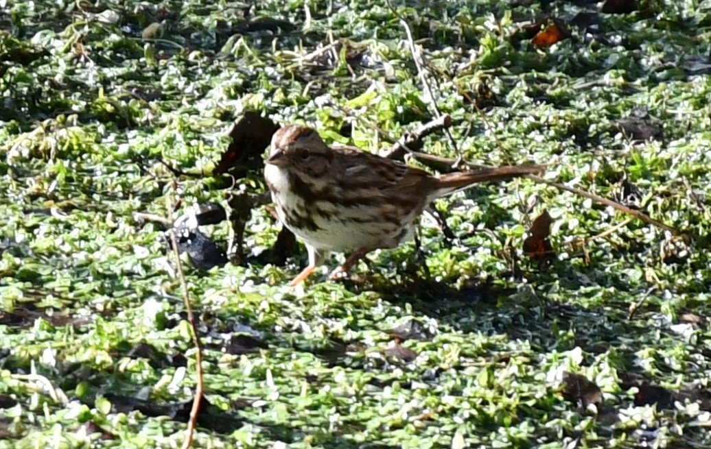 Song Sparrow - ML629102323