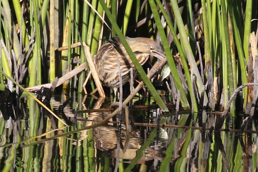 American Bittern - ML629102375