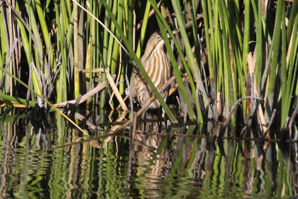 American Bittern - ML629102376