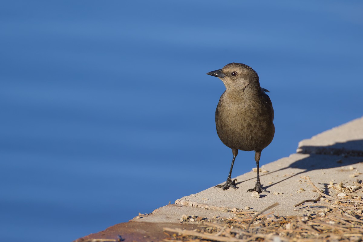 Brewer's Blackbird - ML629102389