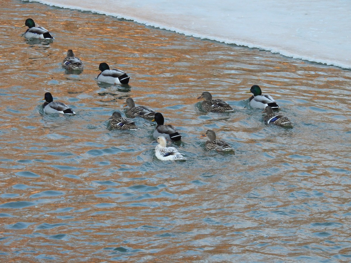 Mallard - ML629102490