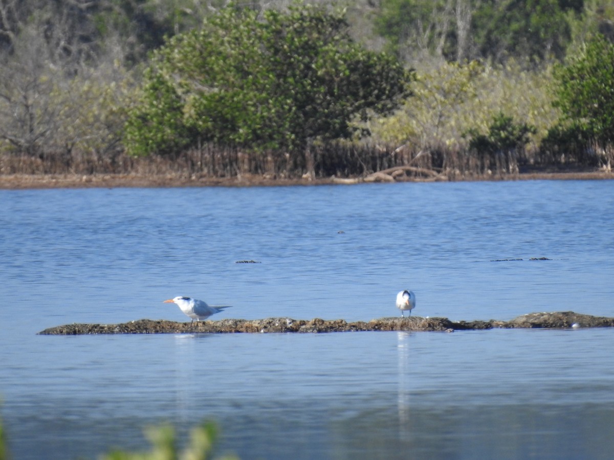 Royal Tern - ML629102543