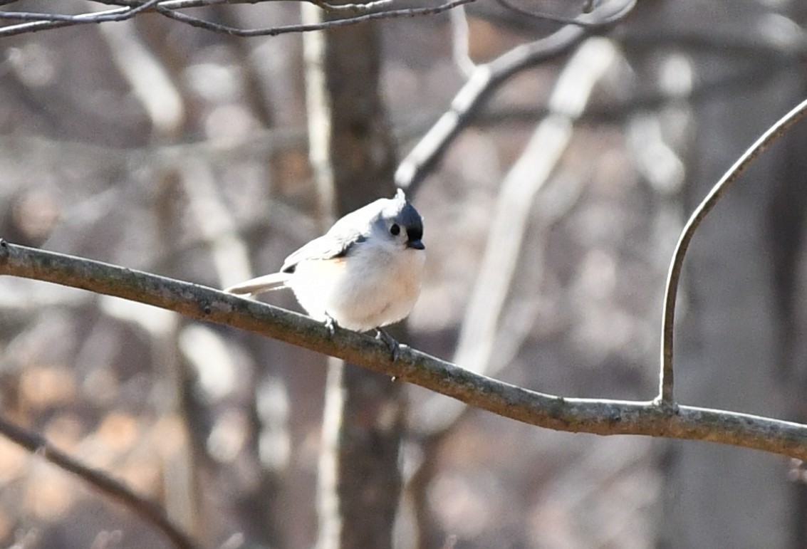 Tufted Titmouse - ML629102561