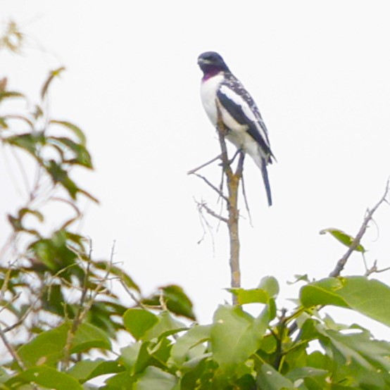 Purple-throated Cotinga - ML629102728