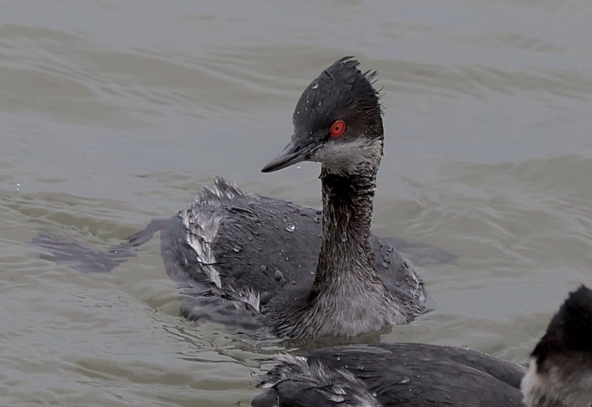 Eared Grebe - ML629102806