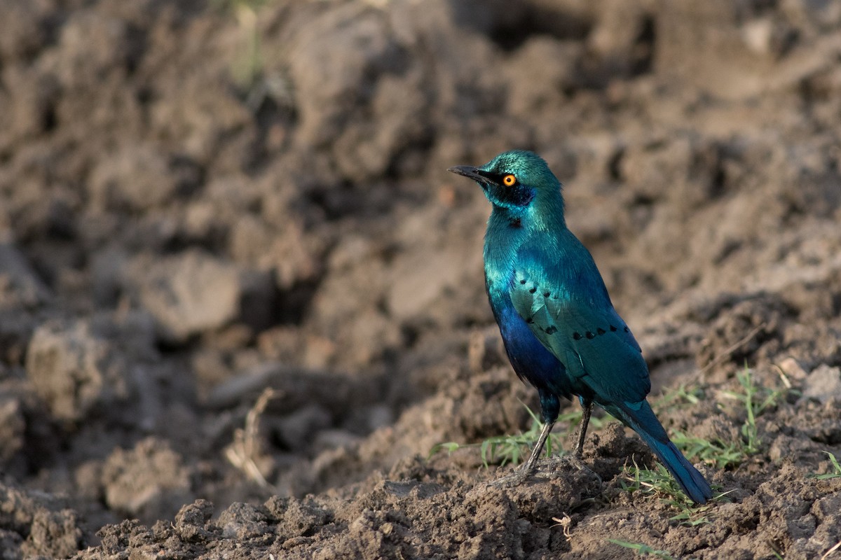 Greater Blue-eared Starling - ML629102869