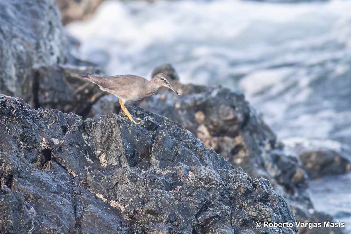 Wandering Tattler - ML629102899