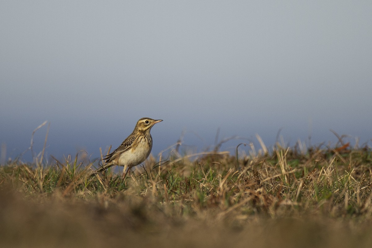 Richard's Pipit - ML629103018