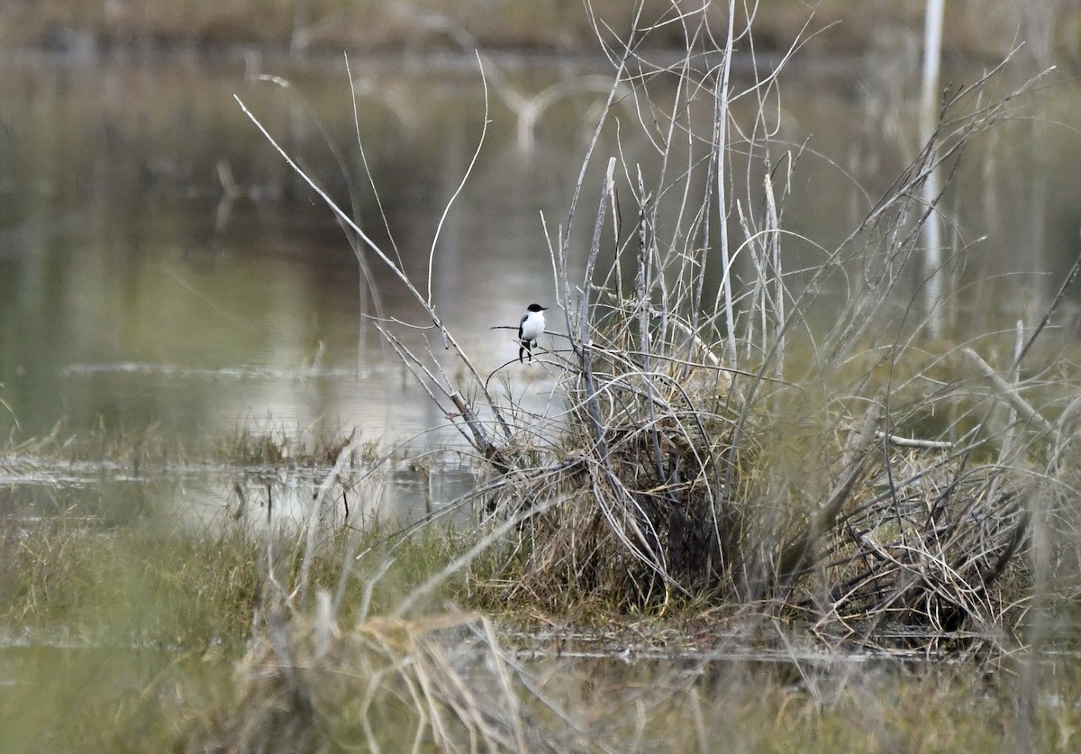 Fork-tailed Flycatcher - ML629103020