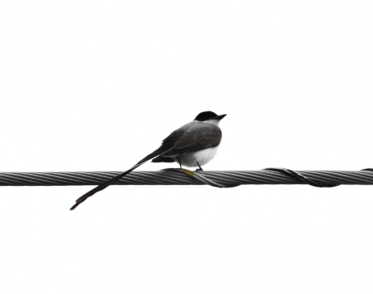 Fork-tailed Flycatcher - ML629103026