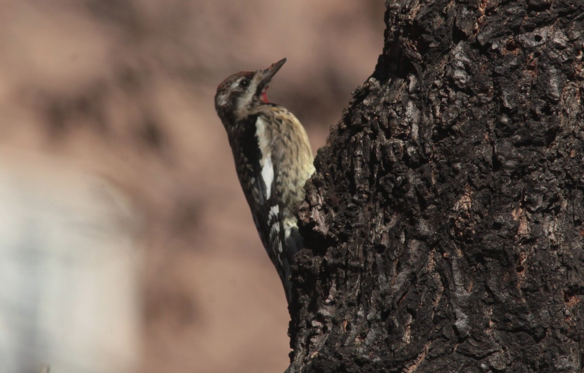 Yellow-bellied Sapsucker - ML629103090