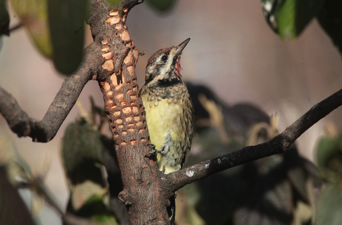 Yellow-bellied Sapsucker - ML629103091