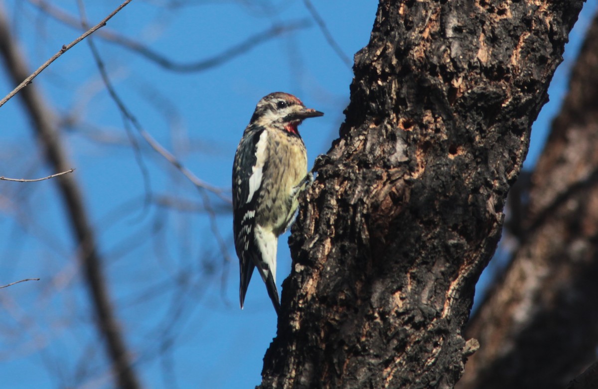 Yellow-bellied Sapsucker - ML629103092
