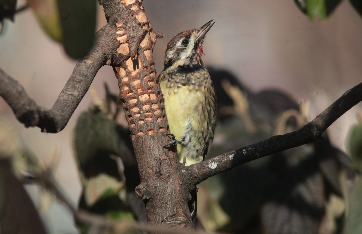 Yellow-bellied Sapsucker - ML629103093