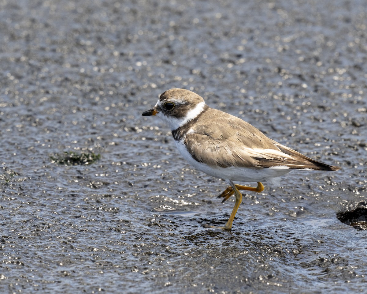 Semipalmated Plover - ML629103106