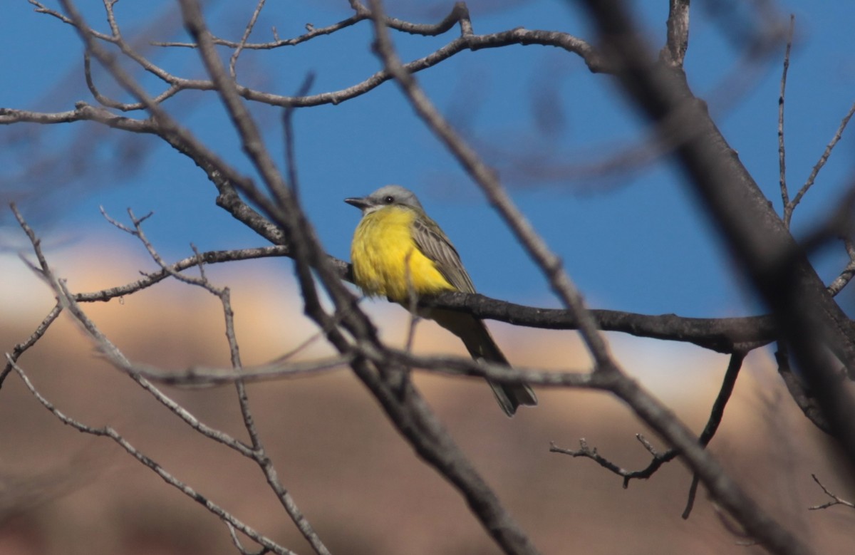 Couch's Kingbird - ML629103111
