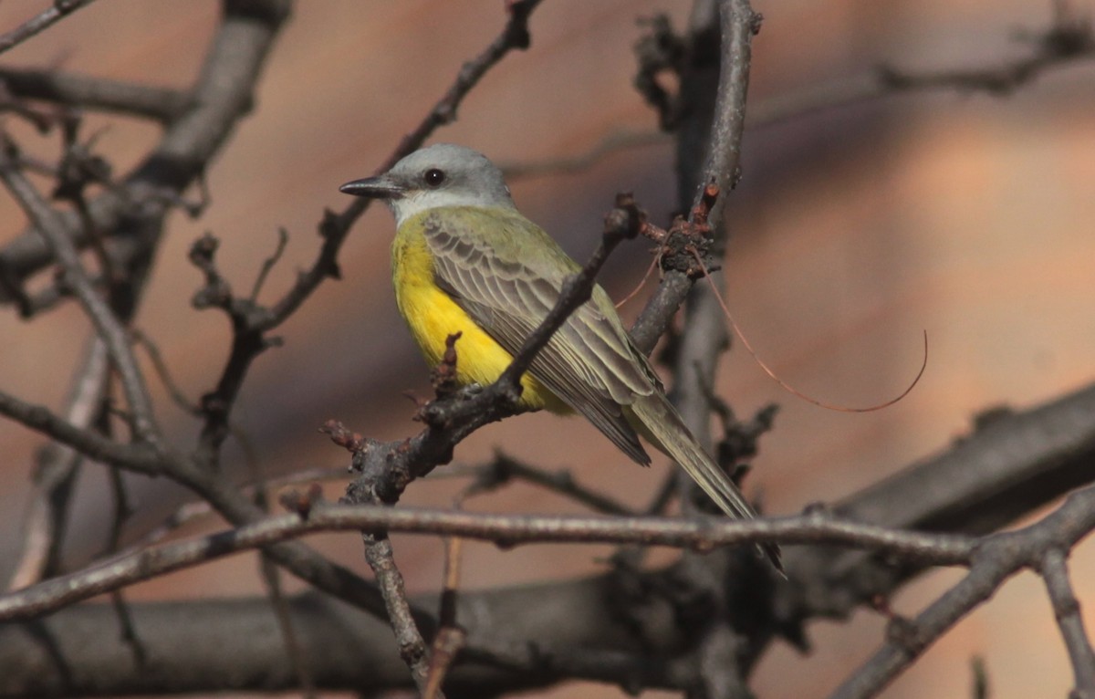Couch's Kingbird - ML629103112