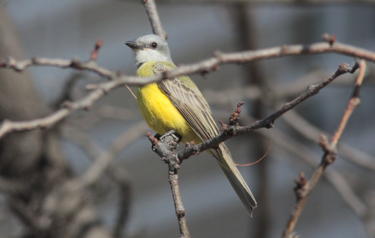 Couch's Kingbird - ML629103113