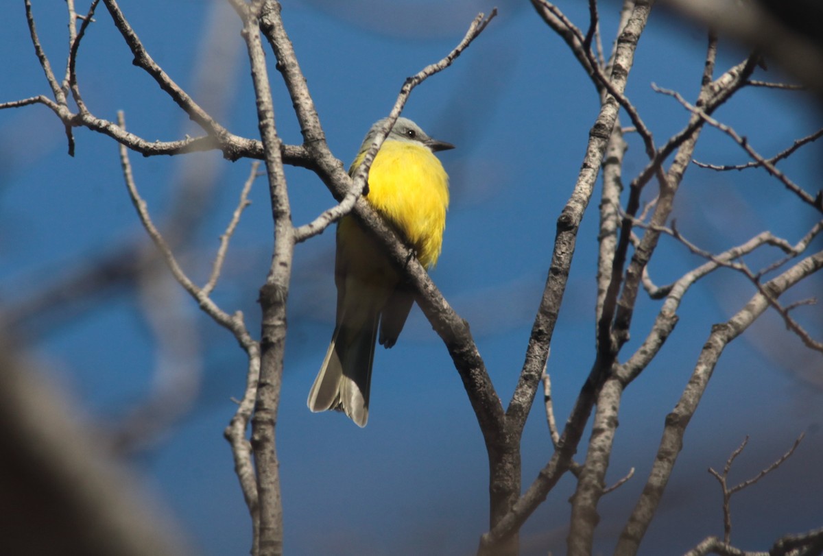 Couch's Kingbird - ML629103115
