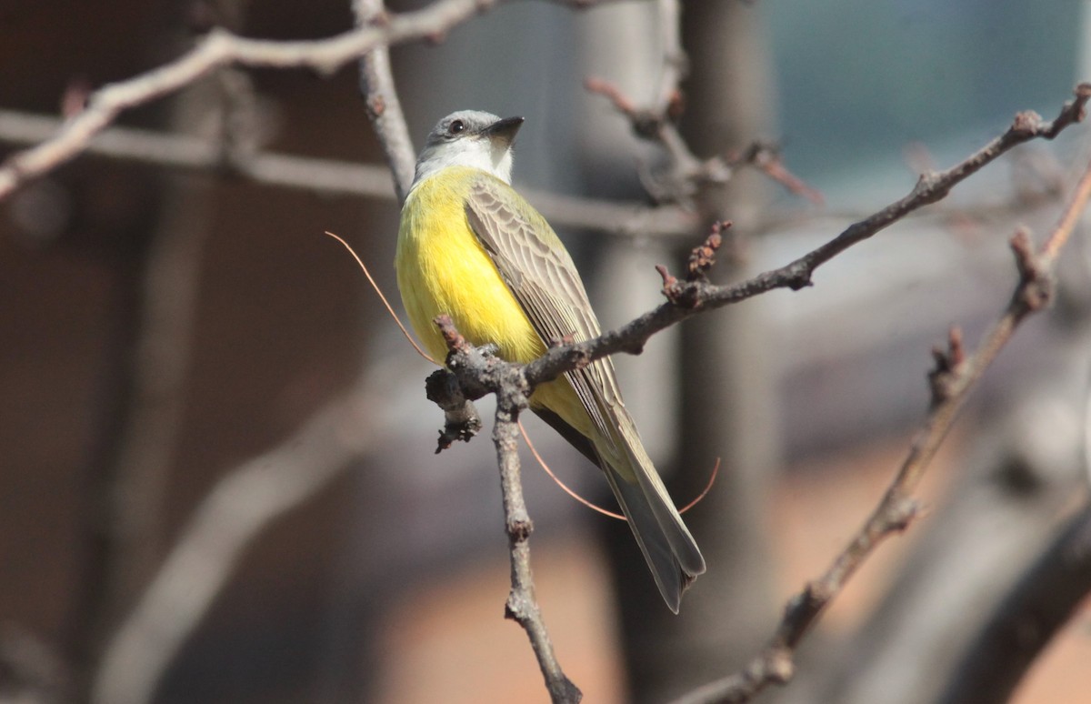 Couch's Kingbird - ML629103116