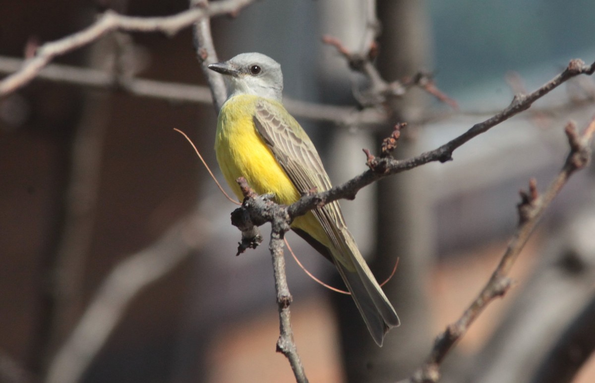 Couch's Kingbird - ML629103117
