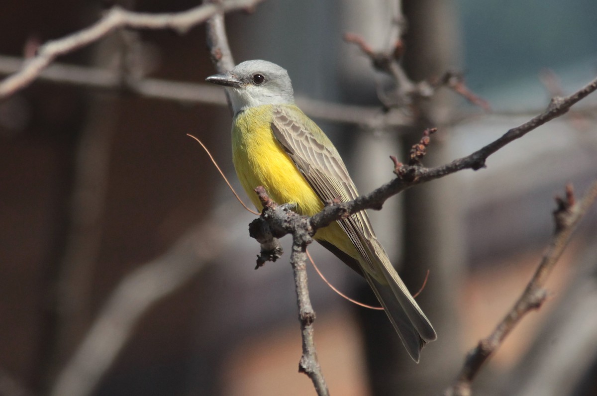 Couch's Kingbird - ML629103118