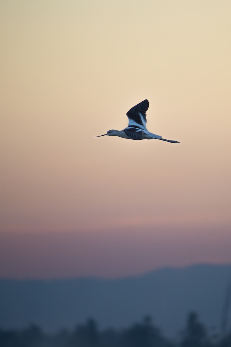 American Avocet - ML629103139