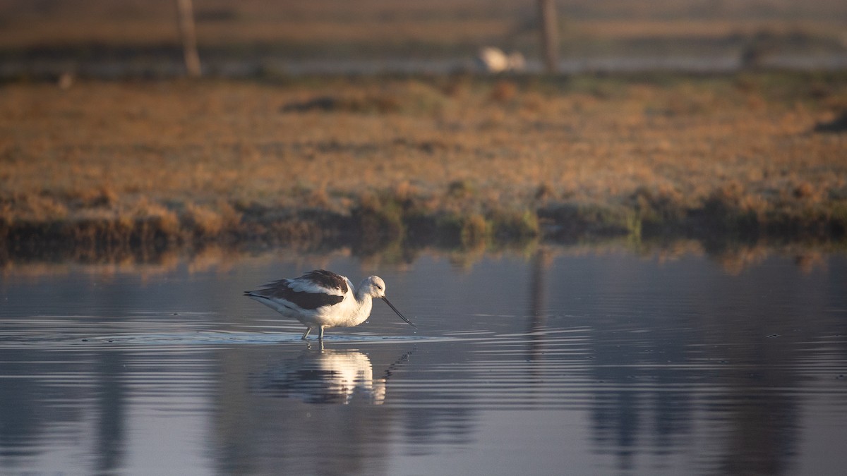 American Avocet - ML629103145