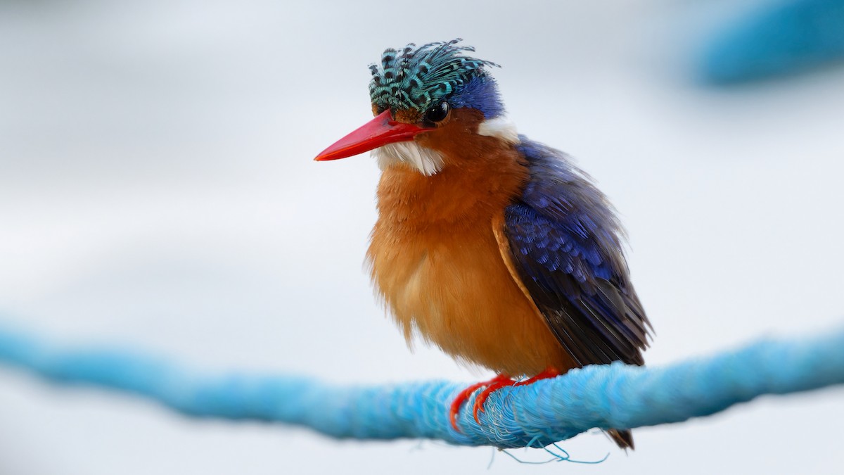 Malachite Kingfisher - ML629103184