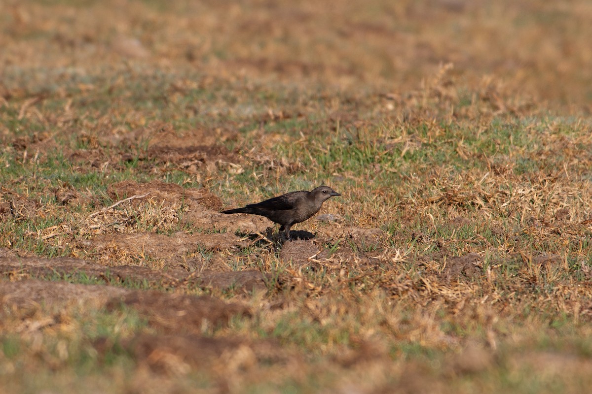 Brewer's Blackbird - ML629103209