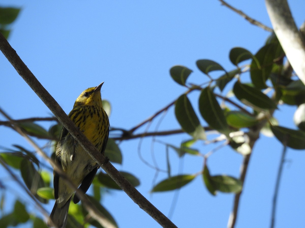 Cape May Warbler - ML629103236