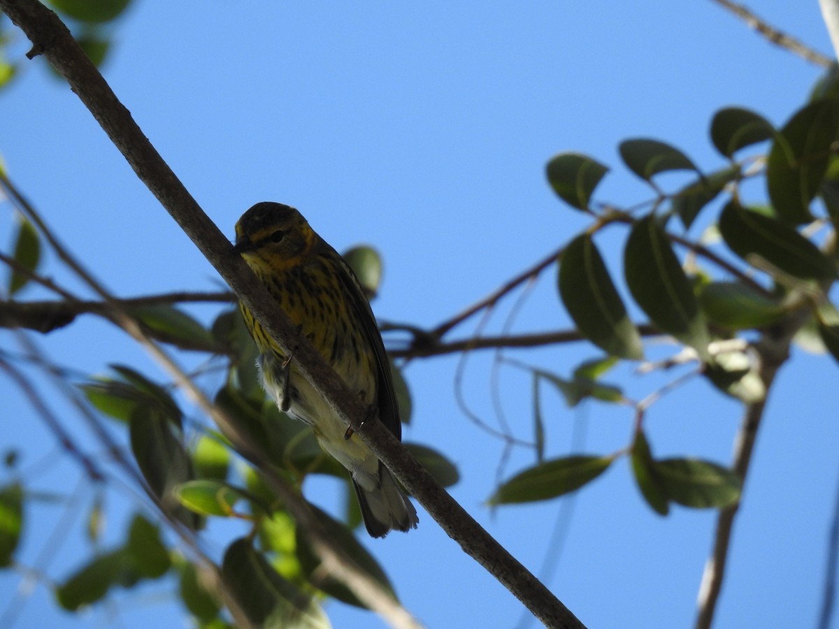 Cape May Warbler - ML629103237