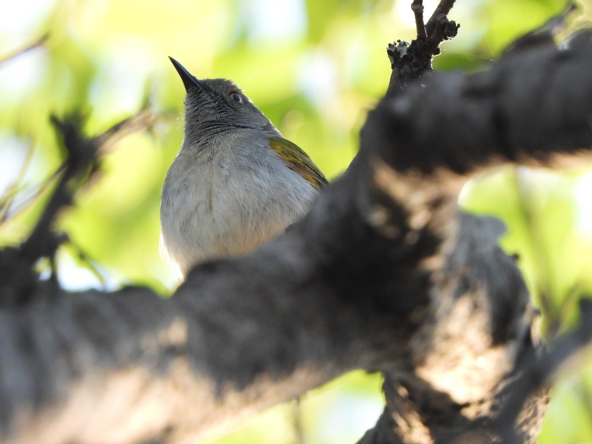 Green-backed Camaroptera (Gray-backed) - ML629103275