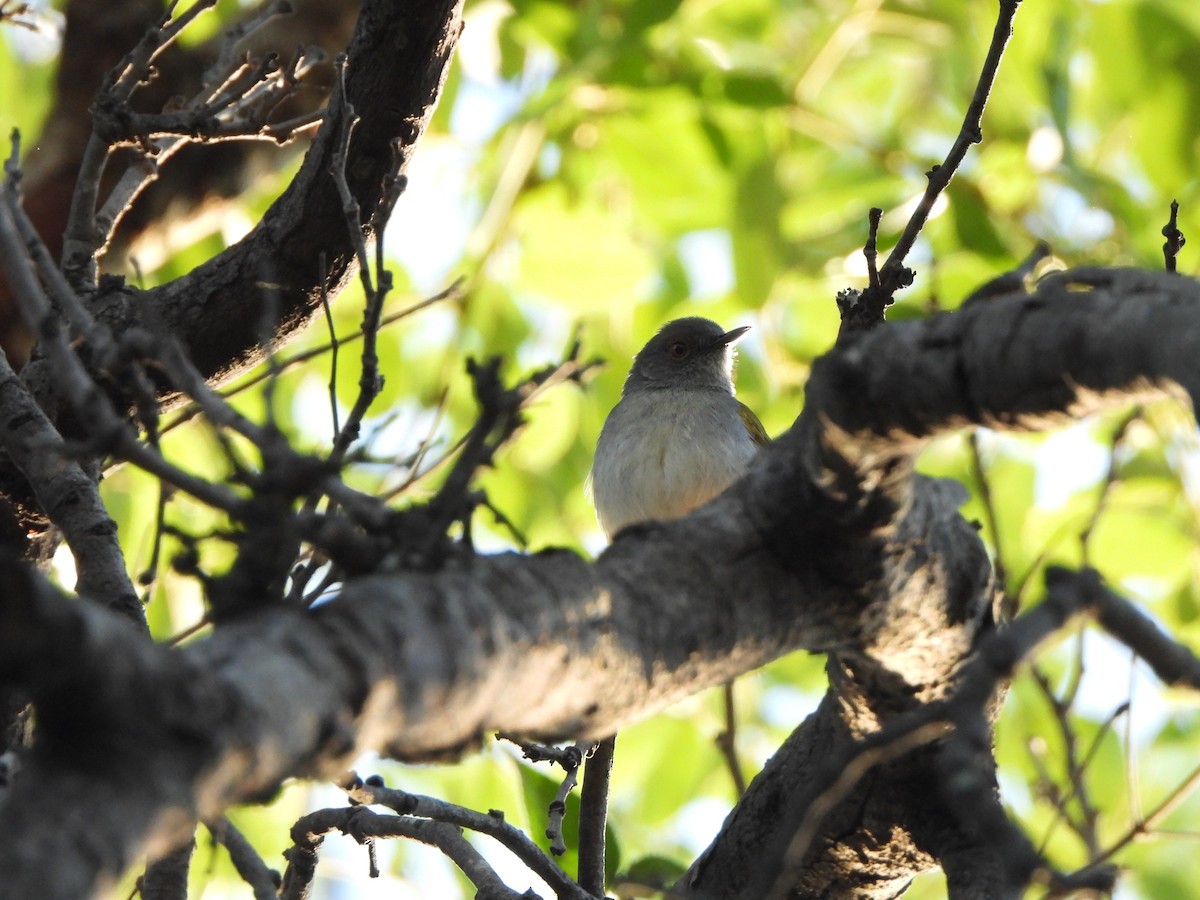 Green-backed Camaroptera (Gray-backed) - ML629103276