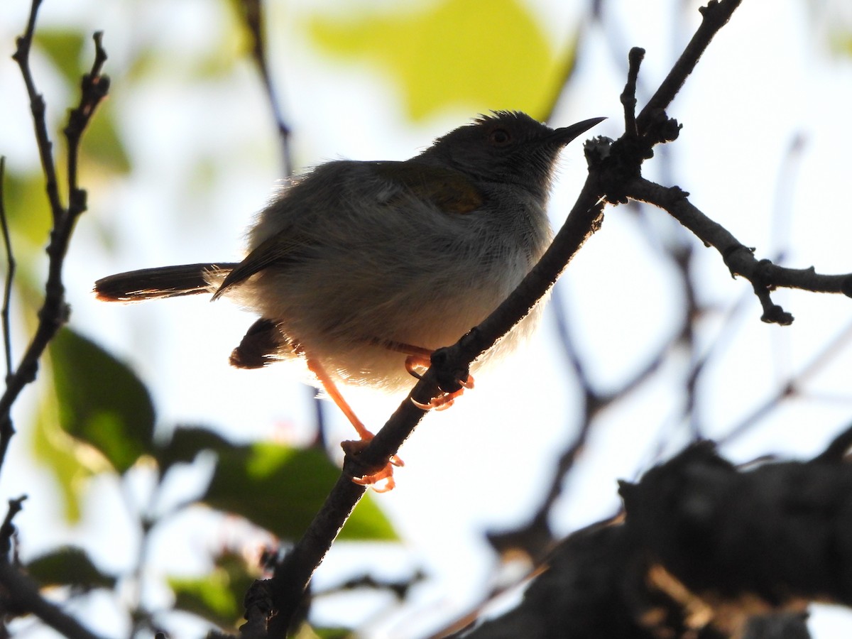 Green-backed Camaroptera (Gray-backed) - ML629103277