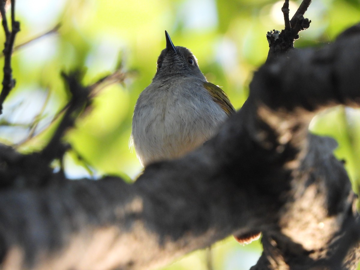 Green-backed Camaroptera (Gray-backed) - ML629103279